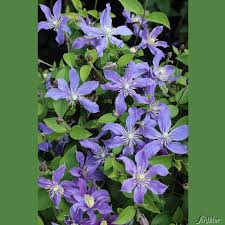 Looks lovely when intermingled with other plants, ideal for growing through small shrubs. Stauden Clematis Arabella Clematis Integrifolia Arabella Kletterpflanzen Fur Rankhilfen Garten Schluter