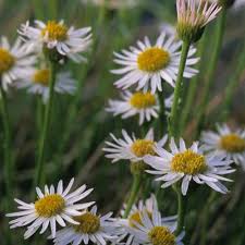 Image result for Eriosema angolense