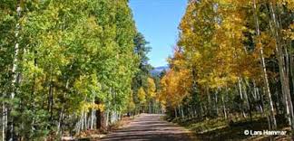 Also experience the privacy of staying in the woods but anything you'll need is a short drive to town. Hawley Lake White Mountains Fishing Campgrounds Cabins Rv Parking Directions