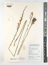 Image result for Gladiolus unguiculatus