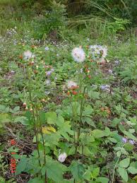 Image result for Crassocephalum crepidioides