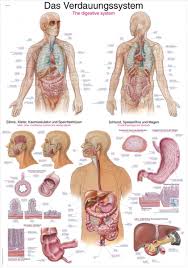 Chart The Digestive System 50x70cm