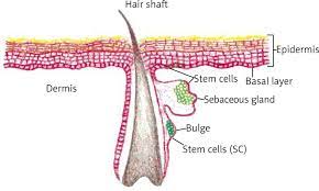 Hair follicles thrive on strong blood circulation. Hair Follicle With Sebaceous Gland Www Njms Umdj Edu Download Scientific Diagram