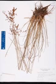 Image result for Fimbristylis bivalvis