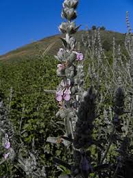 Image result for Stachys pseudonigricans