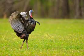 Image result for turkey