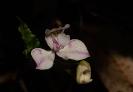 Image result for Disperis dicerochila