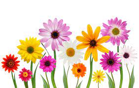 Greeting card for woman day. Free Stock Photo Spring Flowers The Shutterstock Blog