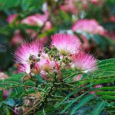 Dogwood tree with white blooms, tennessee. Mimosa Tree Naturehills Com