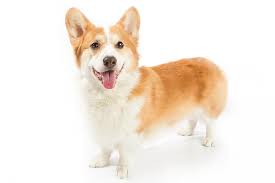 Check spelling or type a new query. Pembroke Welsh Corgi Dog Breed Information