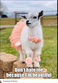 I Am Cute Aren T I Animal Comedy Animal Comedy Funny Animals Animal Gifs