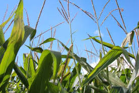 GROWMARK Adds Three To Agronomy Team