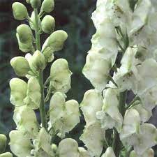 Aconitum Ivorine Flower Seeds Flower Seeds Online Seeds Online