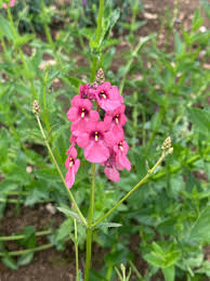 Image result for Diascia