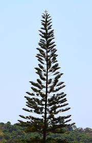Image result for Araucaria columnaris