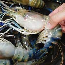 Banyaknya permintaan udang galah untuk mencukupi permintaan rumah makan. Udang Galah Picture Of Abang Kepiting Restaurant Pontianak Tripadvisor