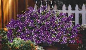 Pin On Yard Garden Houseplants Ii
