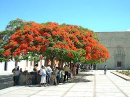 Image result for Bussea xylocarpa