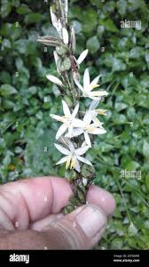 Image result for Chlorophytum bowkeri