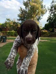 Ryder As A Puppy Newborn Gsp German Shorthaired Pointer Gsp Puppies Pointer Puppies