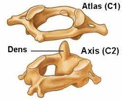 Check spelling or type a new query. Acquired Upper Cervical Disorders And Your Spine