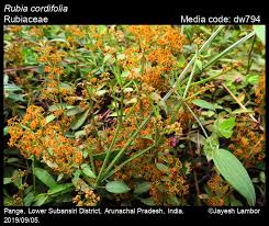 Image result for Rubia cordifolia