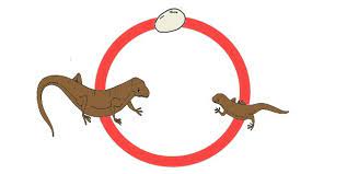 Hal tersebut merupakan sebuah pilihan yang sangat wajar. Daur Hidup Kadal Klasifikasi Dan Keterangan Lengkap Reptil Omnivora Serba Serbi Djawanews Com