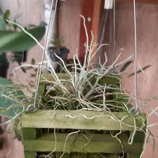 Image result for Microcoelia exilis