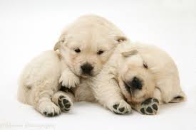 We are a small conscientious holistic and homeopathic specialized breeder of top quality akc certified english cream golden retrievers with an emphasis on longevity.our golden retriever puppies and their parents are being tended to 24/7 in our loving home and treated. Dogs Sleepy Golden Retriever Pups Photo Wp13529