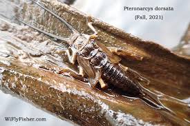 Image result for Macrotyloma stenophyllum