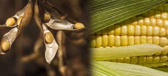 Portal Syngenta ajuda a escolher a melhor semente de soja e milho ...