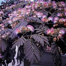 Pin On Gardening