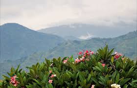 Image result for Brazzeia longipedicellata