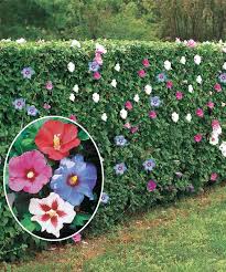 Voici un jardin conçu par nos designers en aménagement paysager. 5 Hibiscus Syriacus De Jardin Lot D Altheas Pour Haie Fleurie De 4 M