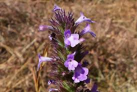 Image result for Micromeria imbricata