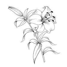 Lys Blanc Isole Sur Un Fond Blanc Carte Avec Des Feuilles Illustration Vectorielle De Floraison Fleur De Lys Dessin Graphique Fleur Dessin Fleur