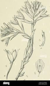 Image result for Eulophia galeoloides