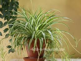 Image result for Chlorophytum