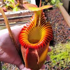 Image result for Xerophyta villosa