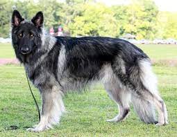 Look at pictures of jindo puppies in los angeles who need a home. Shiloh Shepherd Puppies For Sale Near Me Off 51 Www Usushimd Com