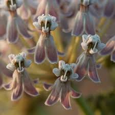 Image result for Asclepias longissima