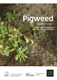 Plants within the calandrinia genus—like those from the portulaca genus—belong to the portulacaceae family. Pdf Pigweed Portulaca Oleracea Weed Management Guide For Australian Vegetable Production