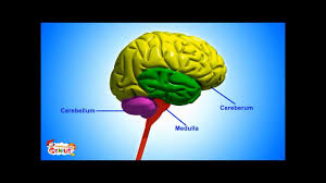 Look at the picture of a typical neuron below. The Nervous System Functions And Facts Animation Video Youtube