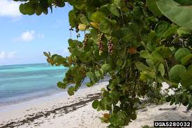 Image result for Coccoloba uvifera