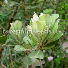 Image result for Mimusops afra