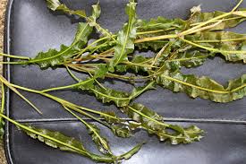 Image result for Potamogetonaceae