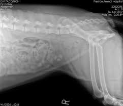 Often caused by liver disease or genetic conditions, these stones are made from purines which exist in your dog's dna. Struvite Bladder Stones In Dogs Pethelpful