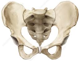Anterior pelvic tilt is a result of tight hip flexor muscles. Woman Ss Pelvis Anterior View Keyword Search Science Photo Library