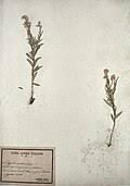 Image result for Polygala ohlendorfiana