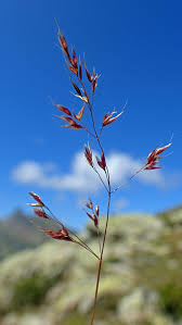 Image result for Rytidosperma davyi